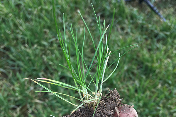 En væselhale plante